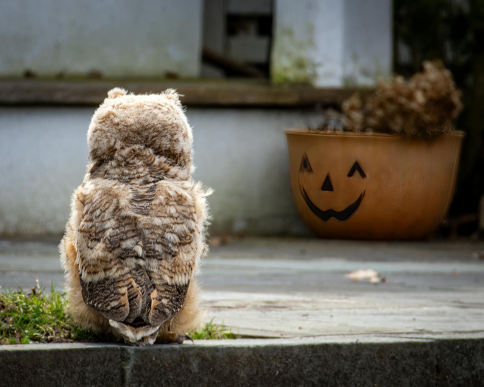 A completely normal amount of thoughts for owls